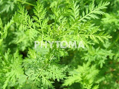 Artemesia annua 